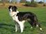 Border collie Aya *15.1.2003 - 12.1.2016* - Smukke mig