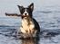 Border collie Aya *15.1.2003 - 12.1.2016* - Æææææælsker vand og pinde :o)