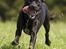 Blanding af racer Zasja *R.I.P.* :'-( - Velkommen til min profil