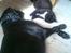 Blanding af racer Zasja *R.I.P.* :'-( - her ligger jeg så og nyder livet sammen med Huxie:-)