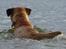 Border terrier DKAGCH, SP3  "Milou" - Vandet har sådan en lækker tempratur i december..
