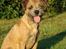 Border terrier DKAGCH, SP3  "Milou" - Sol og efterår..