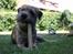 Border terrier DKAGCH, SP3  "Milou" - I skibhus hundeskov..