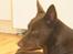 Australsk kelpie Clara - Kan man da heller ikke få fred?