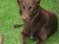Australsk kelpie Clara