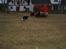 Border collie Aya *15.1.2003 - 12.1.2016* - Aya hyrder