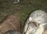 Border collie Aya *15.1.2003 - 12.1.2016* - Var det dem her, du skulle bruge???