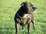 Staffordshire bull terrier R.I.P.: (Engelsk) DKCH, SUCH Taz - *Nyt*