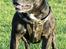 Staffordshire bull terrier R.I.P.: (Engelsk) DKCH, SUCH Taz - *Nyt* 