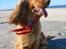 Cocker spaniel Penlope - *nyt* Uha det blæser