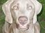 Weimaraner Geniet Geister  - Uh uh.. ! -Jeg er "skarp" i dag !  ;-)