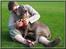 Weimaraner Geniet Geister  - Præmietyr til DKK´s Ballerup udstilling 17 Sep. 06