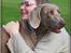 Weimaraner Geniet Geister  - Py ha.. Så er vi bare os selv igen *ss* (eft. udstillings tamtam)
