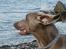 Weimaraner Geniet Geister  - Huuh... Tror mine ører snart blæser af... ?!