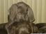 Weimaraner Geniet Geister  - Smæk møøøz lige i nakken !