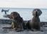 Weimaraner Geniet Geister  - Mig og min aller bedste Onkel Agge. *ss*