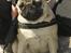 Mops Anton Sixten Milo - Udflugt til blandt andet Stinesminde, april 2007!