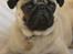 Mops Anton Sixten Milo - Vores moppeloppe er blevet stor! :0)