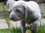 Weimaraner Geniet Geister  - vist en af de første gange jeg var ude *ss*