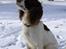 Field Trial spaniel Mickey  - Mickey venter på der bliver kastet bold