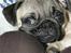 Mops Anton Sixten Milo - Hvem sagde momma´s boy?!