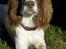 Field Trial spaniel Mickey  - Ligger og venter på at jeg skal tage mig sammen og kaste hans bold.