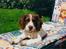 Field Trial spaniel Mickey  - Mickey ligger på solstolen.