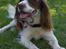 Field Trial spaniel Mickey  - Mickey og hans yndlings legetøjs dimmer (;