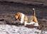 Basset hound Holger