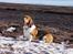 Basset hound Holger