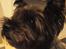 Blanding af racer /Westie blanding Mille - Portræ af Mille ! *nyt*