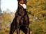 Dobermann Genning's Chavez R.I.P. - Thor (Genning´s Canna Chavez) Oktober 2010 8½ år