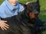 Dobermann Genning's Chavez R.I.P. - Thor 4 år og Patrick 10 år.