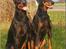 Dobermann Genning's Chavez R.I.P. - Genning´s Canna Chavez og kuldbror Genning´s Centurien 7½ år