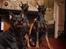 Dobermann Genning's Chavez R.I.P. - Thor, Jamie og Diva som modeler, Fotograf: Stine Arnholtz