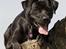 Blanding af racer Zasja *R.I.P.* :'-( - Ligger lige og nyder det gode vejr