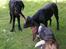 Blanding af racer Zasja *R.I.P.* :'-( - Her leger vi med pind:-)