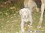 Weimaraner Geniet Geister  - Nu kommer jeg...!