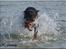 Dobermann Genning's Chavez R.I.P. - Ser lidt lusket ud ;o) Sniger Thor