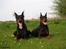 Dobermann Genning's Chavez R.I.P. - Thor og Sheila ;o)