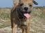 Border terrier DKAGCH, SP3  "Milou" - Ude og løbe frit ved vandet - dejligt!!