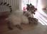 Amerikansk cocker spaniel Galaksi Rocket Man - Tulle som var Busters bedste ven...