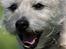 Cairn terrier Hannibal *3.2.98 - 14.10.11* - Halløj... Her kommer jeg. 