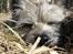 Cairn terrier Hannibal *3.2.98 - 14.10.11* - Snooooooooooooooork, det er hårdt at være eftertragtet model ;o)
