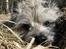 Cairn terrier Hannibal *3.2.98 - 14.10.11* - Tjekker lige, om hun snart er færdig...