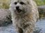 Cairn terrier Hannibal *3.2.98 - 14.10.11* - Huhej, hvor det går :o)