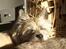 Cairn terrier Hannibal *3.2.98 - 14.10.11* - "Storebror" Jack er en god puttepude:o)