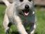 Cairn terrier Hannibal *3.2.98 - 14.10.11* - Jubiii, mor har guffer til mig...