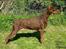 Dobermann Carina Al-Bet R.I.P. - Ronja 6½ år 31/5-06
