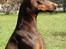 Dobermann Carina Al-Bet R.I.P. - Smukke Chokolade Ronja ;o)